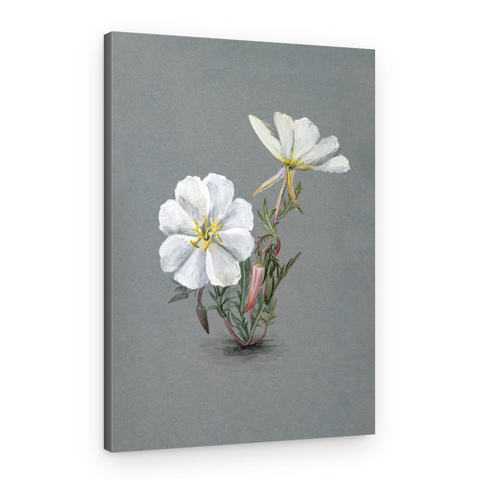 Giant Helleborine (1880) – Canvas Print