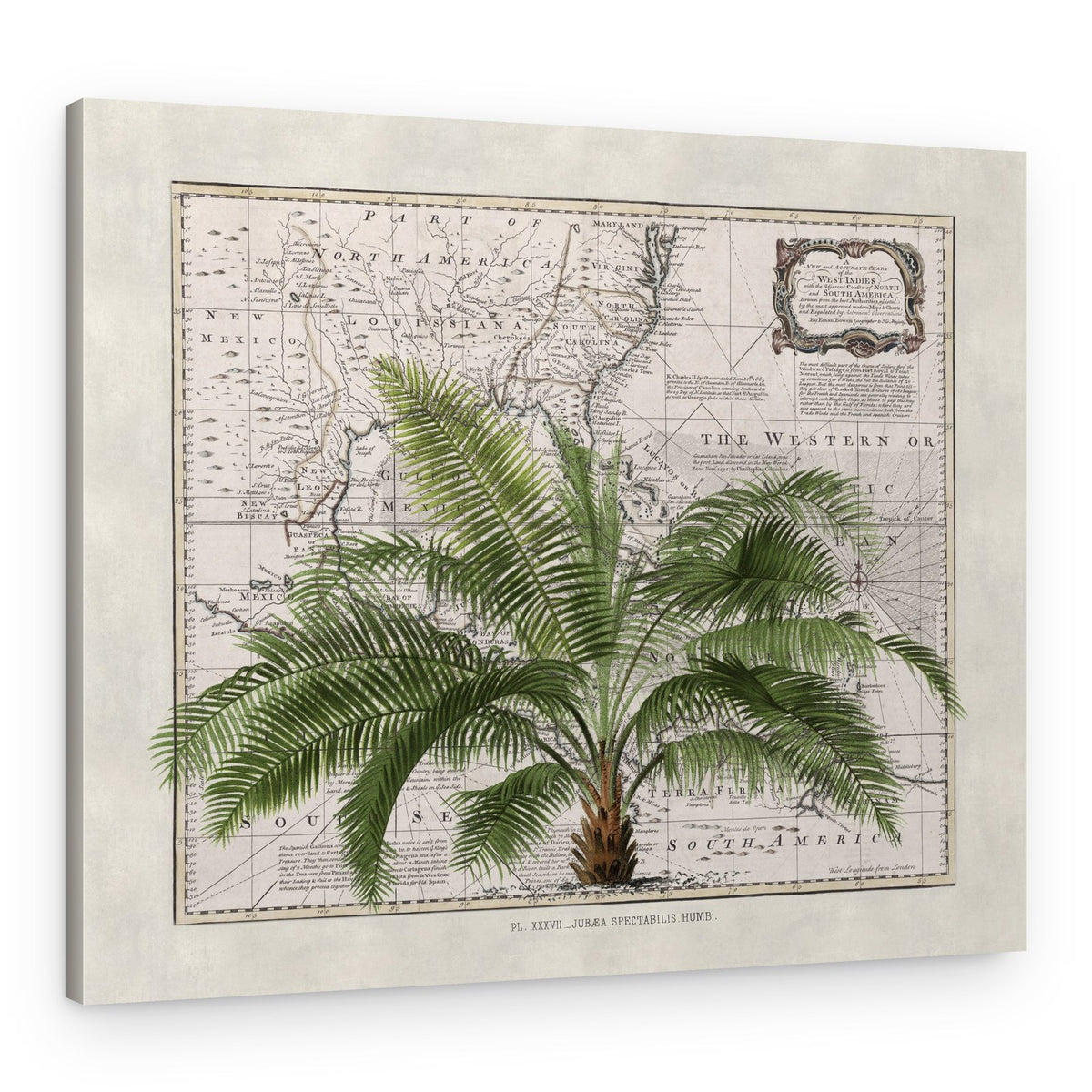 Vintage Map Palm Tree – Canvas Print