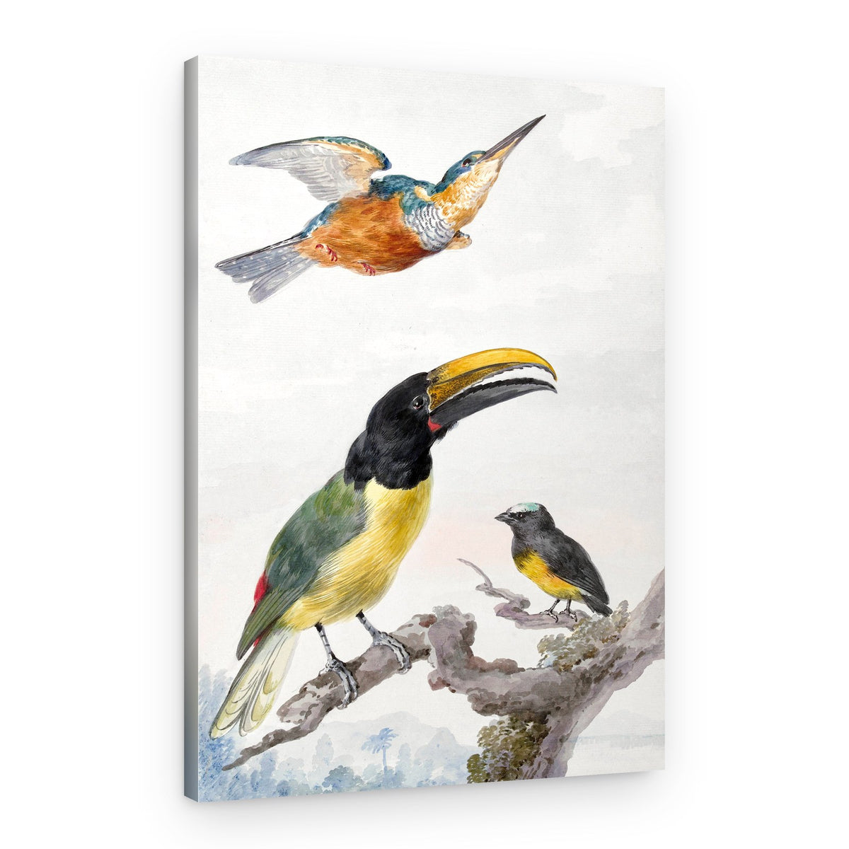 Three Birds a Kingfisher, a Prince Von Wied's Toucan and an Sparrow – Canvas Print