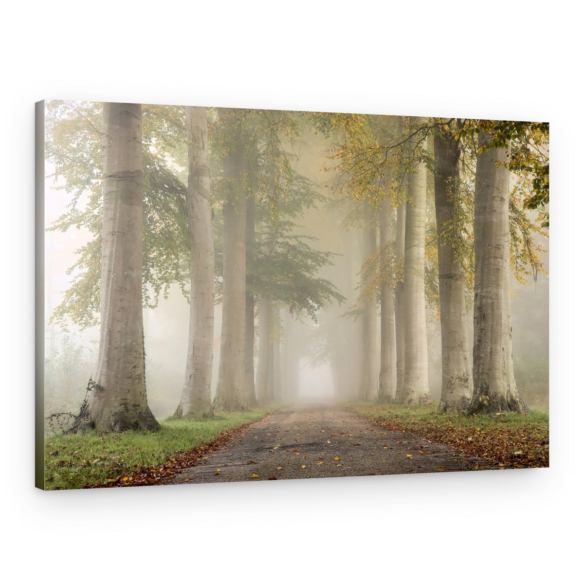 Misty Forest Path – Canvas Print