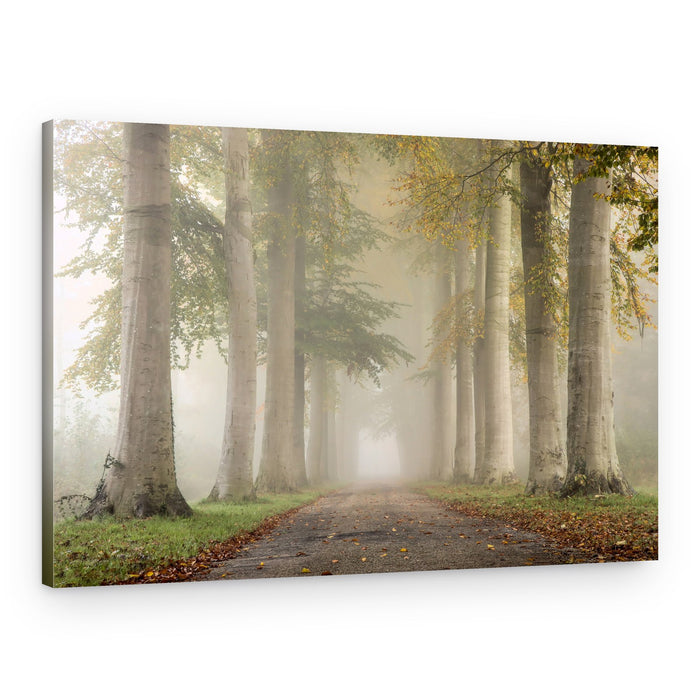 Misty Forest Path – Canvas Print