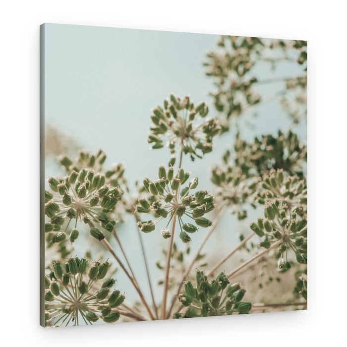 Green Seed Heads – Canvas Print