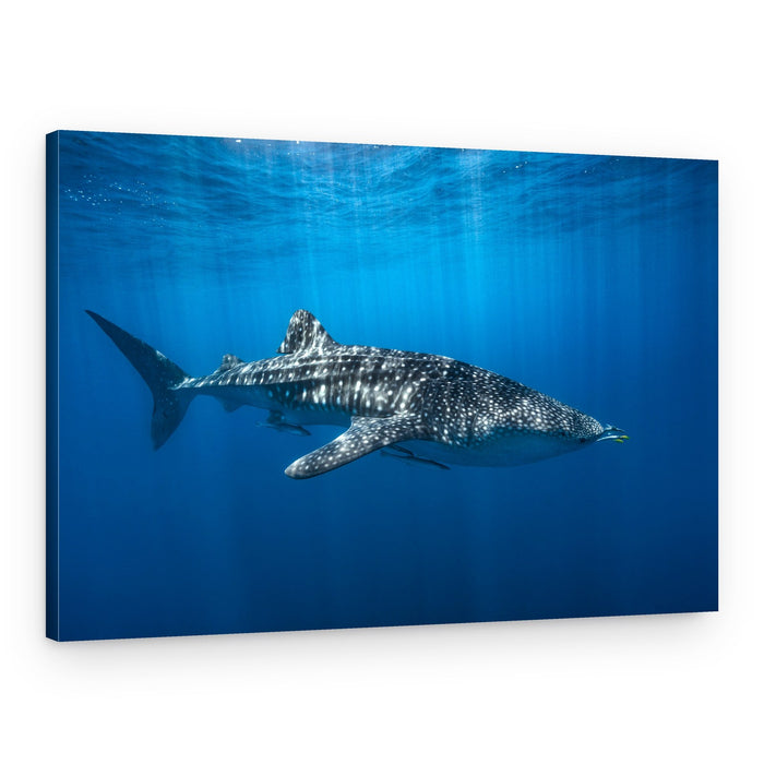 Majestic Whale Shark – Canvas Print