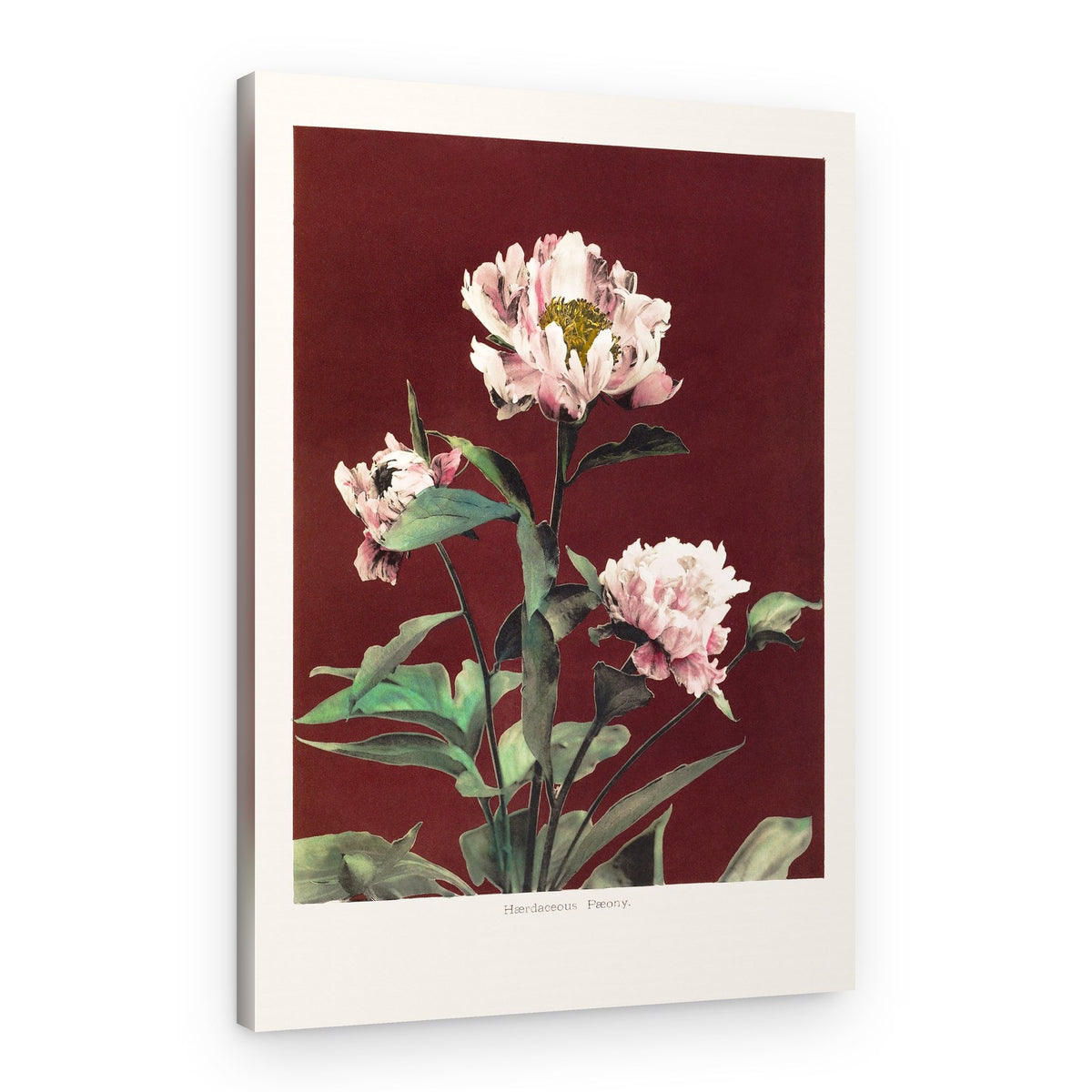 Hærdaceous Peony no2 – Canvas Print