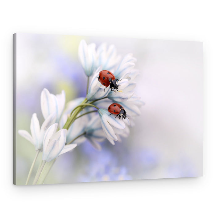 Ladybugs on White Blooms – Canvas Print