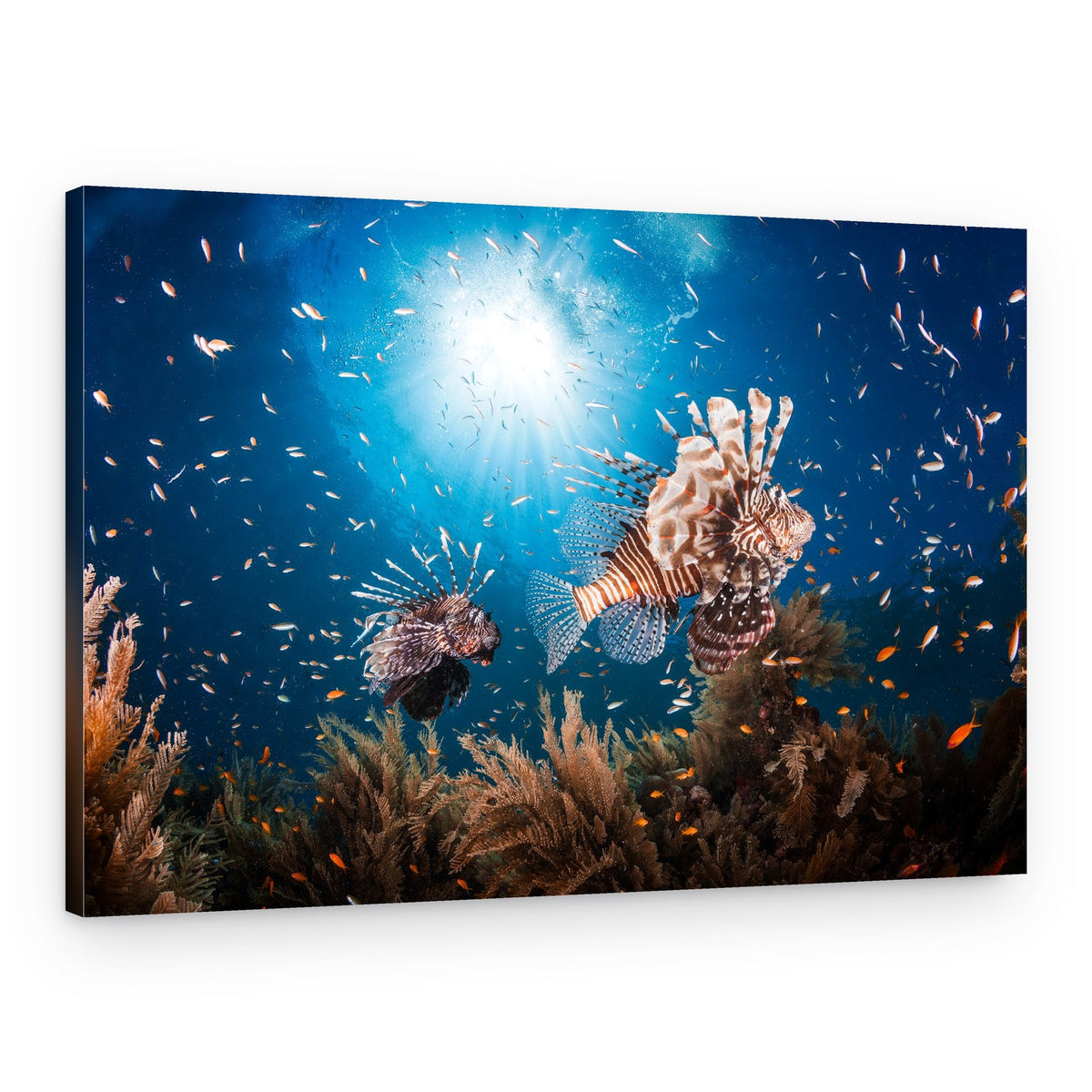 Lionfish Pair Ocean Light – Canvas Print