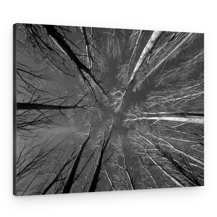 Tall Trees Skyward – Canvas Print