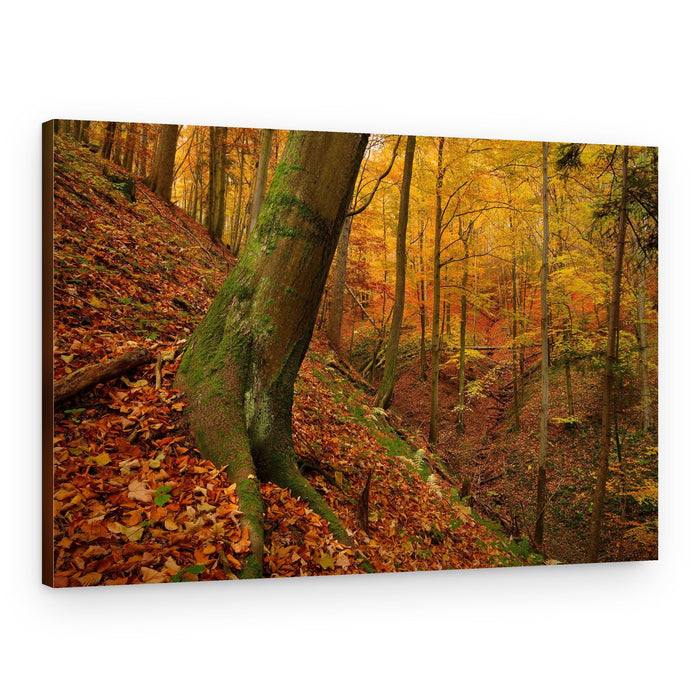 Vibrant Autumn Forest – Canvas Print