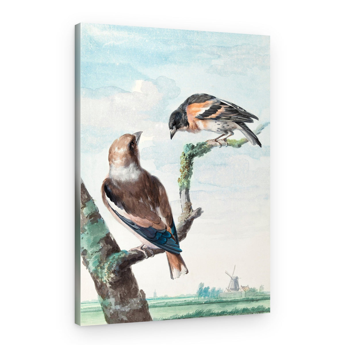 Two Birds Hawfinch – Canvas Print