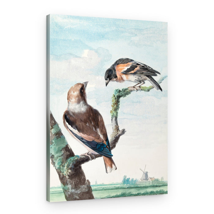 Two Birds Hawfinch – Canvas Print