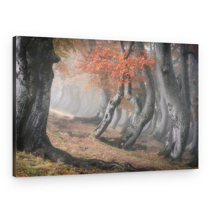 Mystical Autumn Woods – Canvas Print