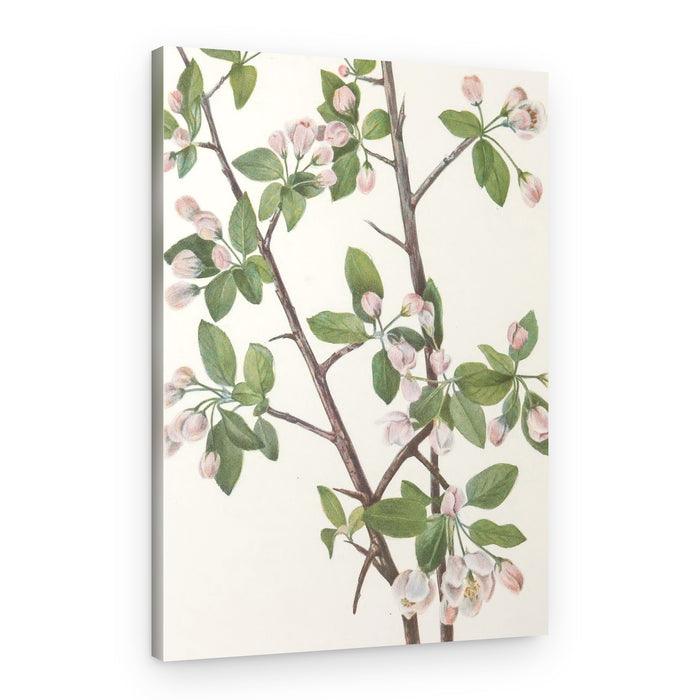 Wild Sweet Crab From North American Wildflowers (1925) By Mary Vaux Walcott – Canvas Print