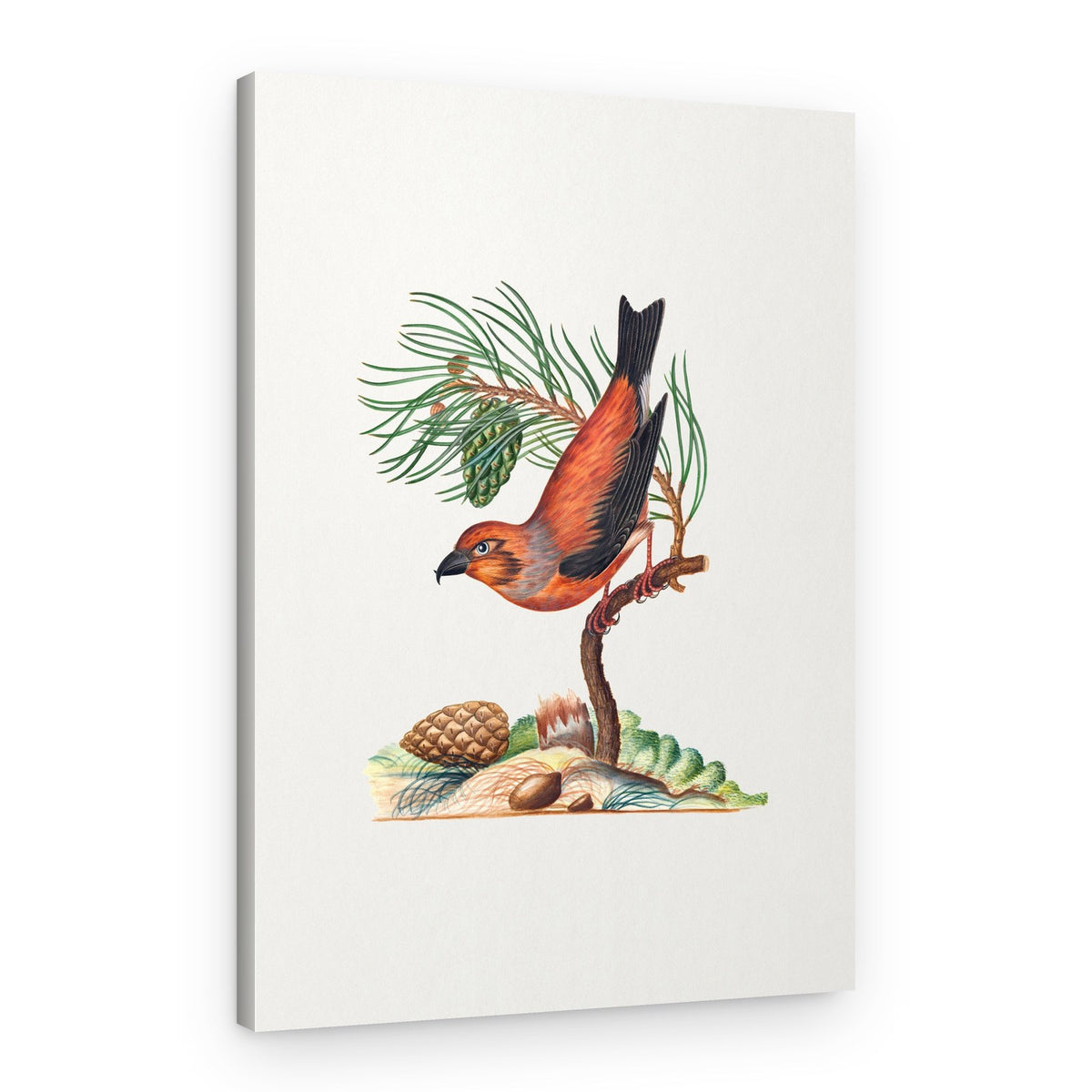 Red Crossbill – Canvas Print