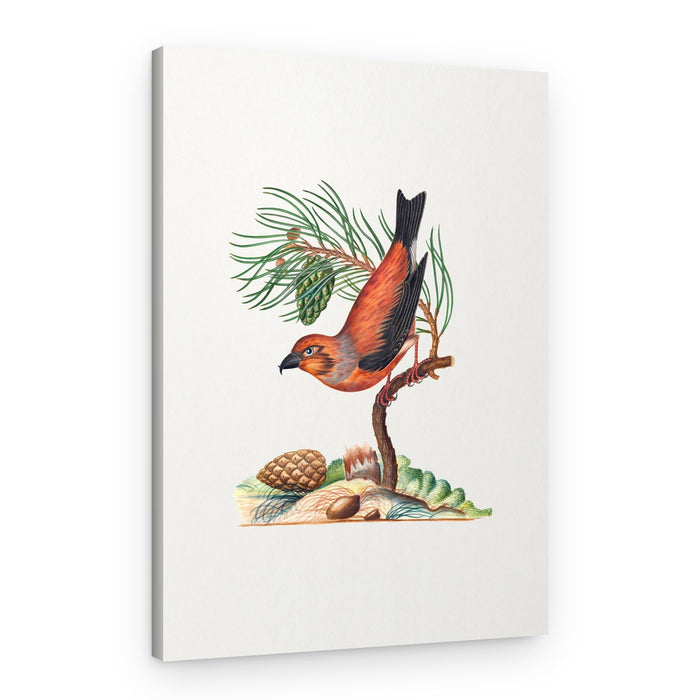 Red Crossbill – Canvas Print