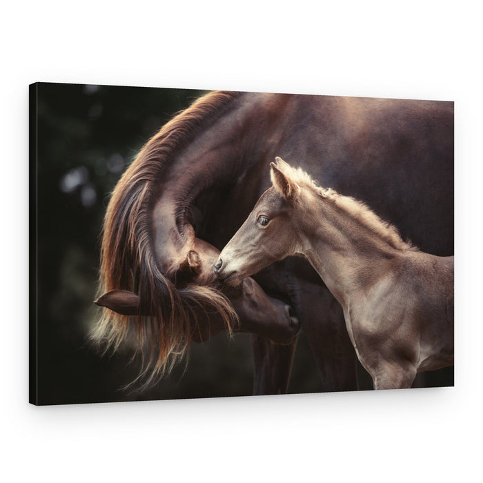 Gentle Horse Bond – Canvas Print