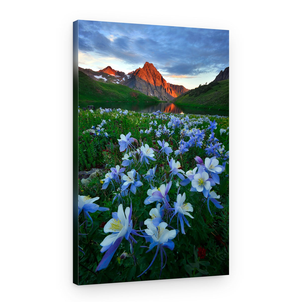Golden Peaks Columbines – Canvas Print