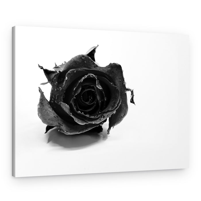 Wet Black Rose – Canvas Print