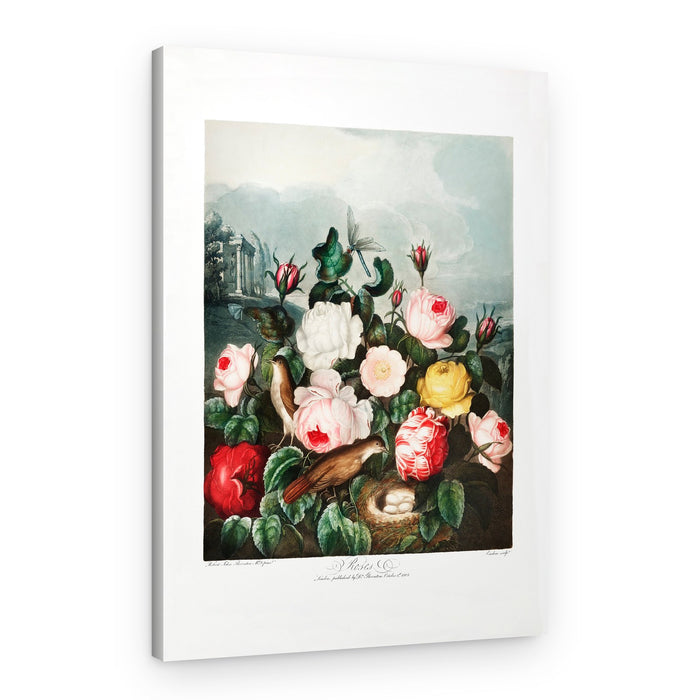 Roses from The Temple of Flora (1807) – Canvas Print