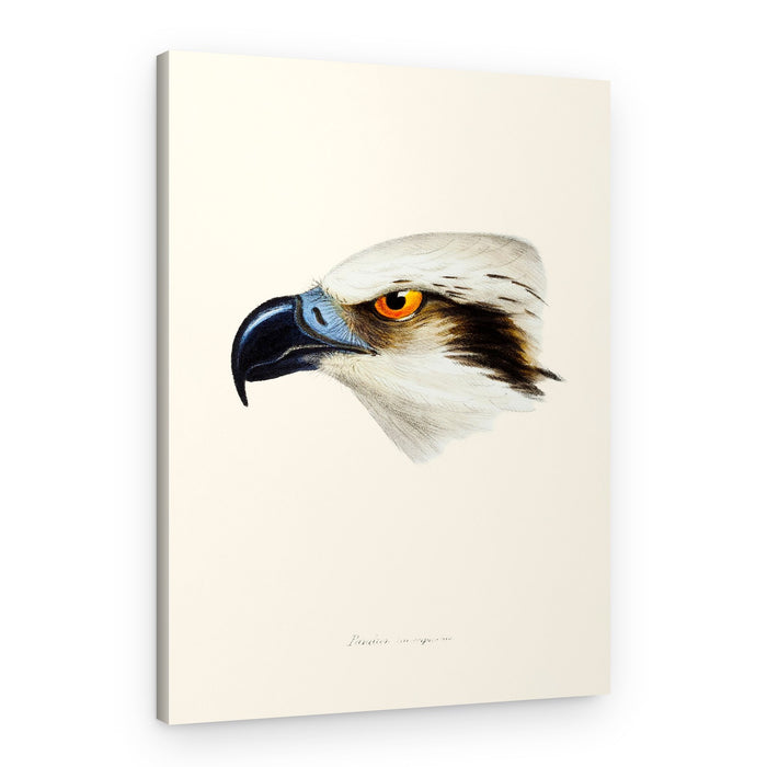 White Headed Osprey – Canvas Print
