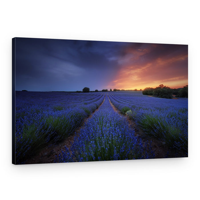 Twilight Lavender Fields – Canvas Print