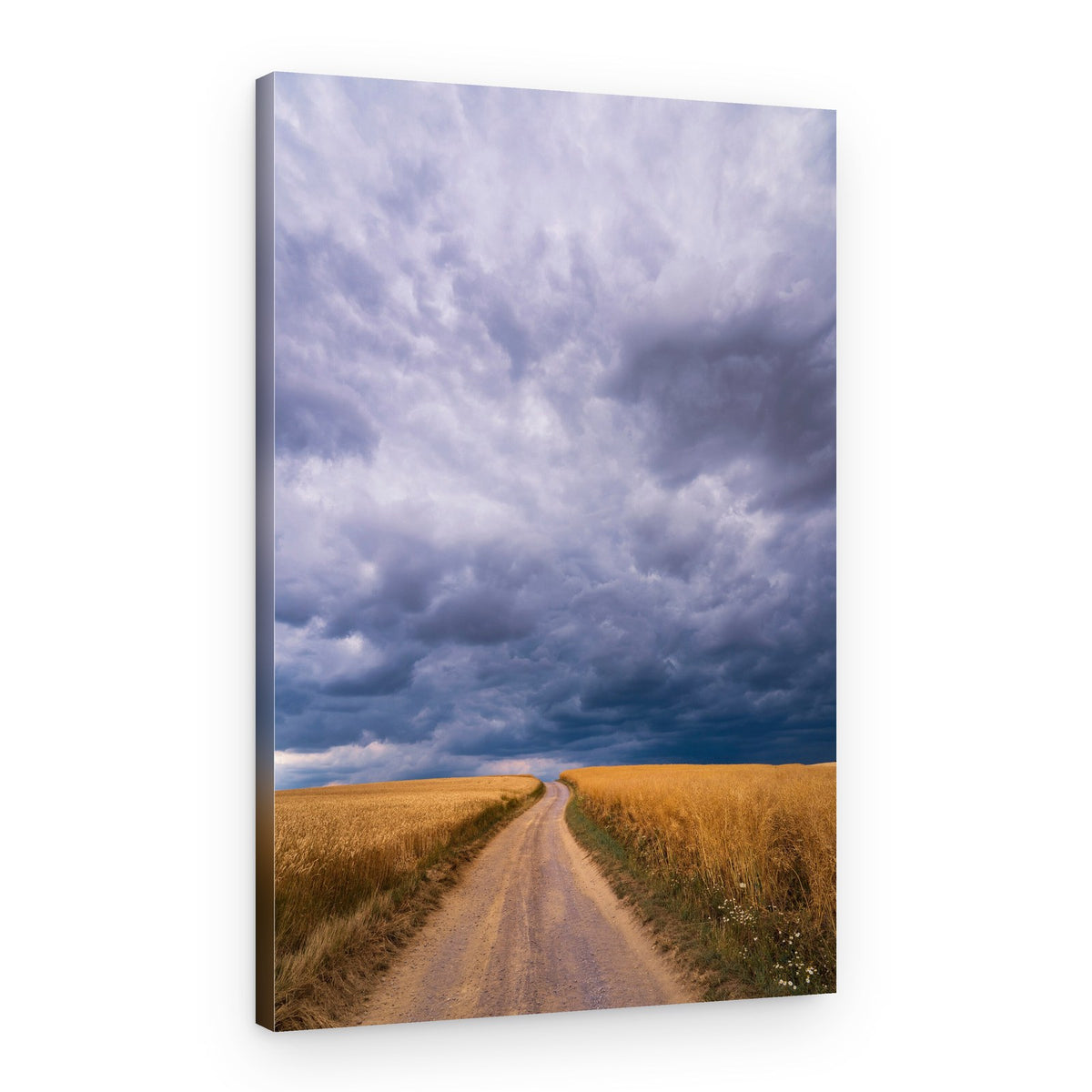 Storm Over Golden Fields – Canvas Print