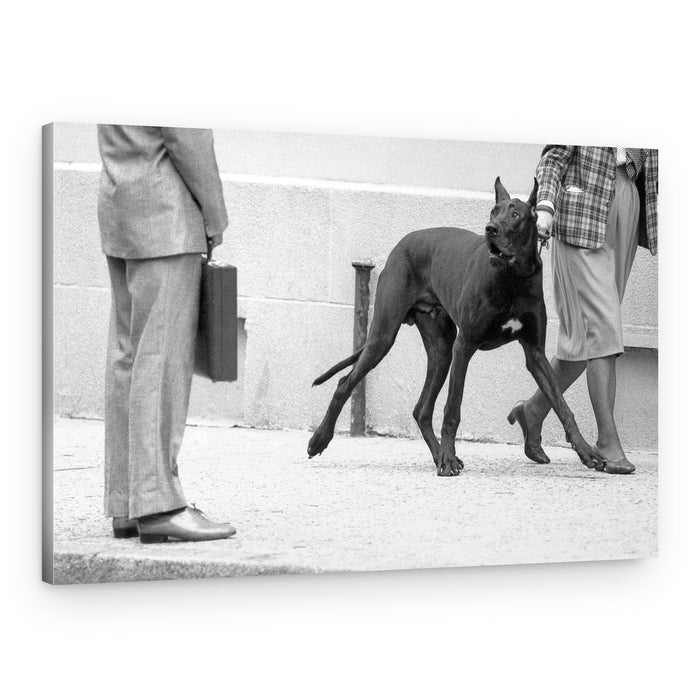 Great Dane Street Stroll – Canvas Print