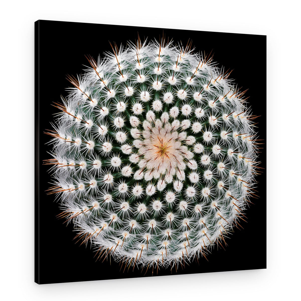 Cactus Spines Geometry – Canvas Print