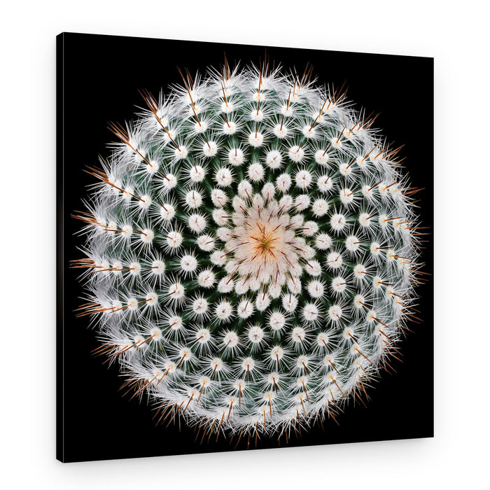 Cactus Spines Geometry – Canvas Print