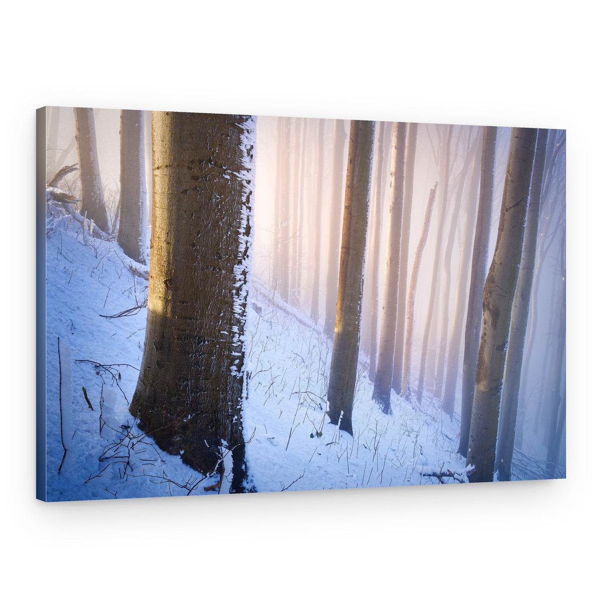 Sunlit Winter Forest – Canvas Print