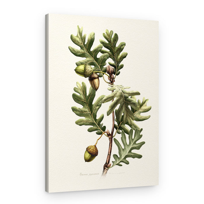 Pyrenean Oak Botanical Art – Canvas Print