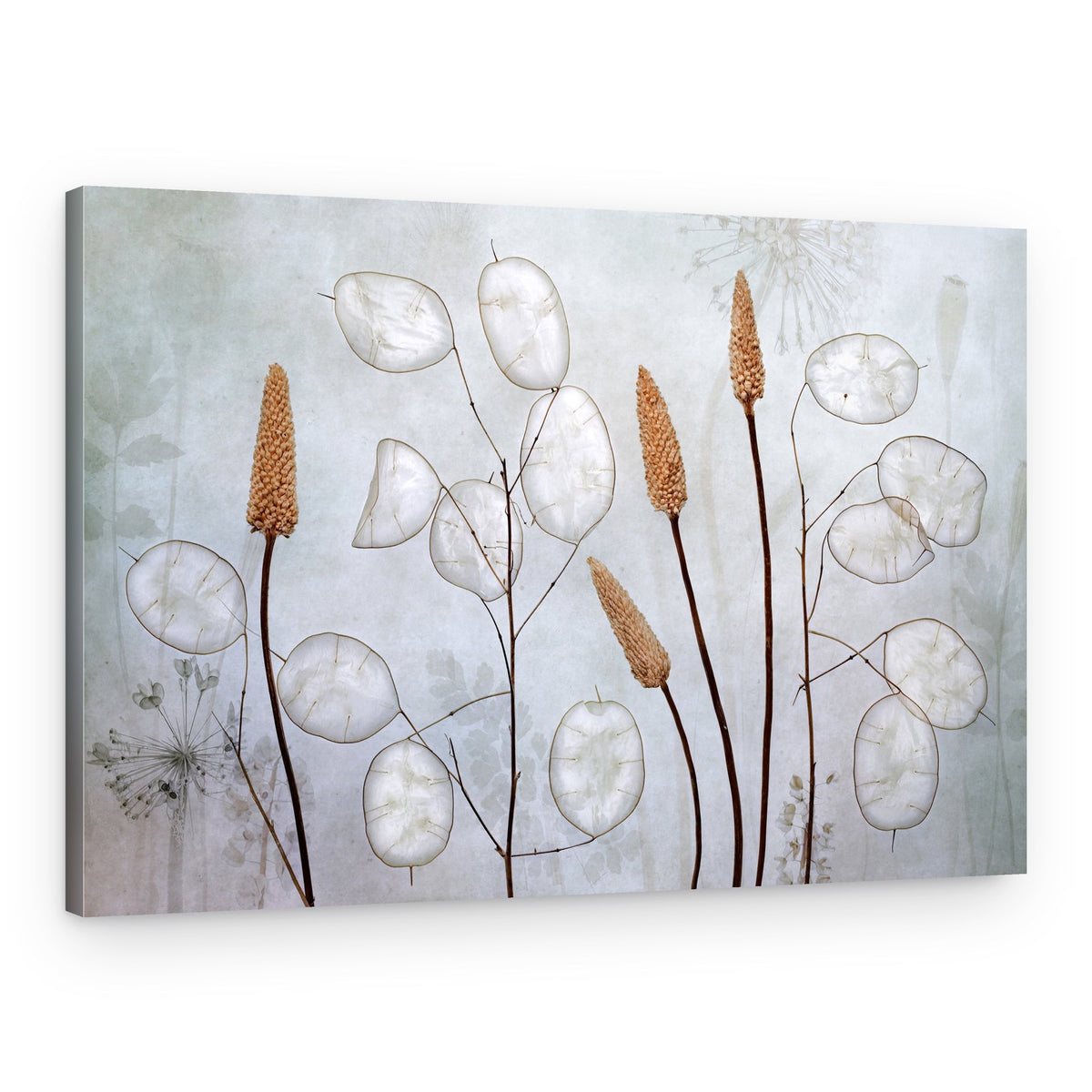 Lunaria – Canvas Print
