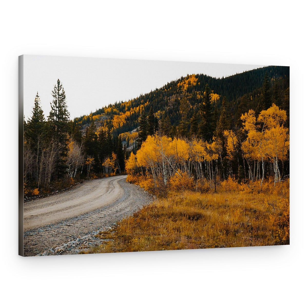 Golden Aspen Path – Canvas Print