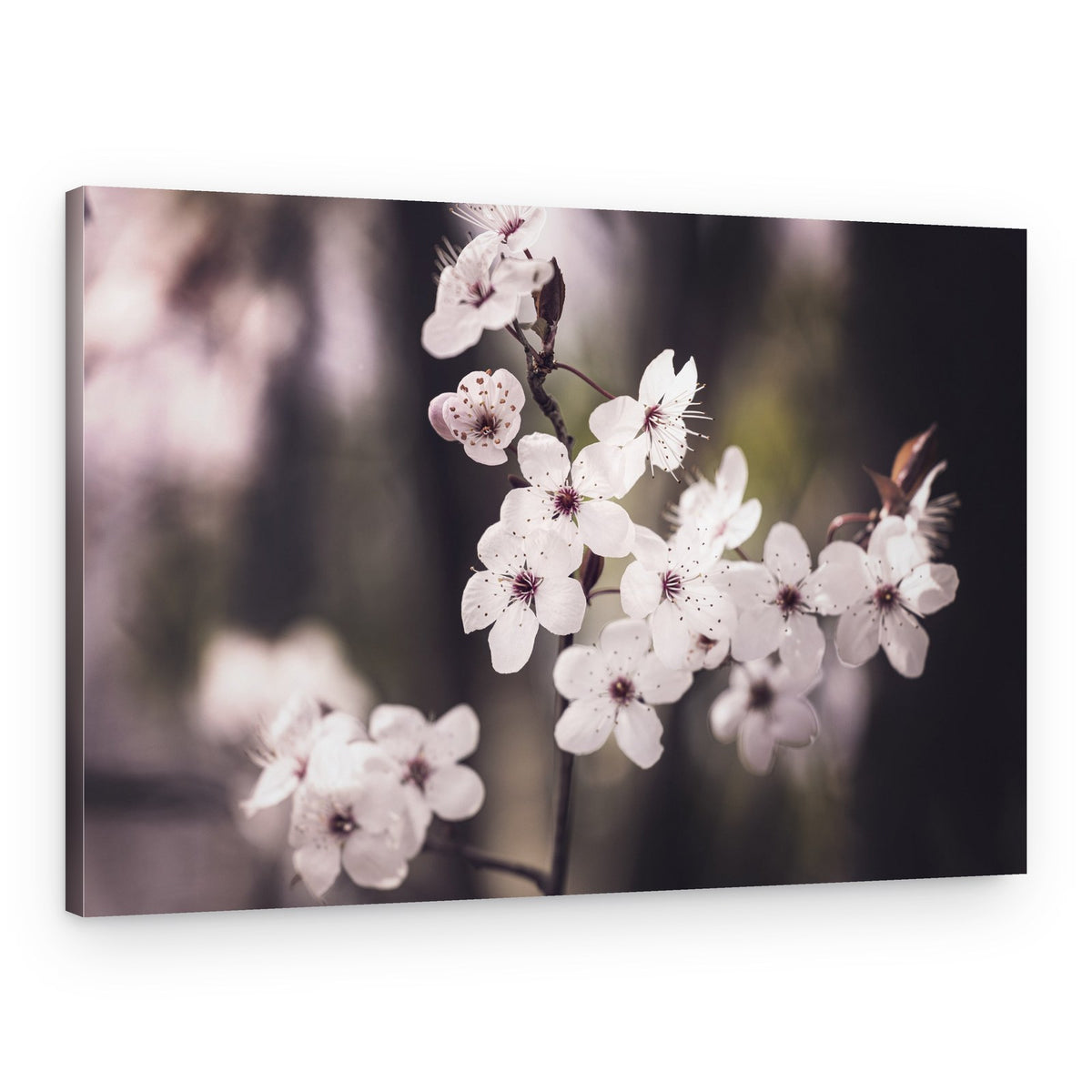 Blossoms – Canvas Print