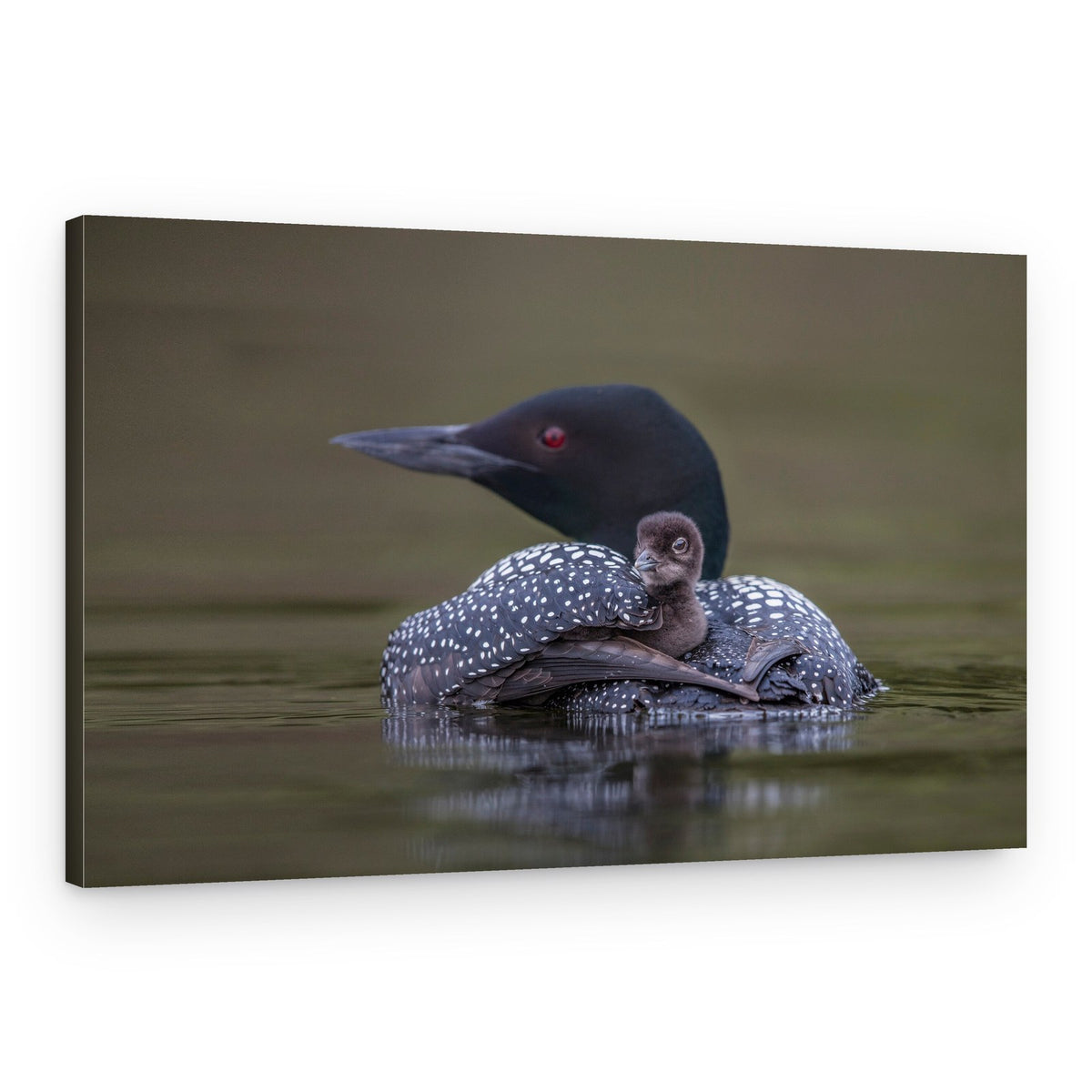 Loon Chick On Back – Canvas Print