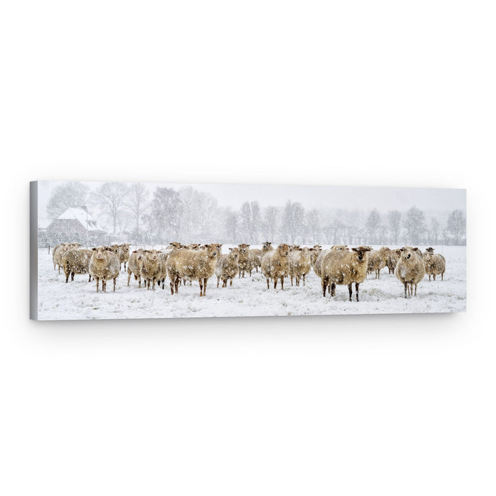 Sheep in Winter Field – Canvas Print