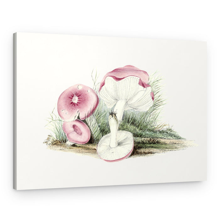 Vintage Russula Emetica Mushroom – Canvas Print