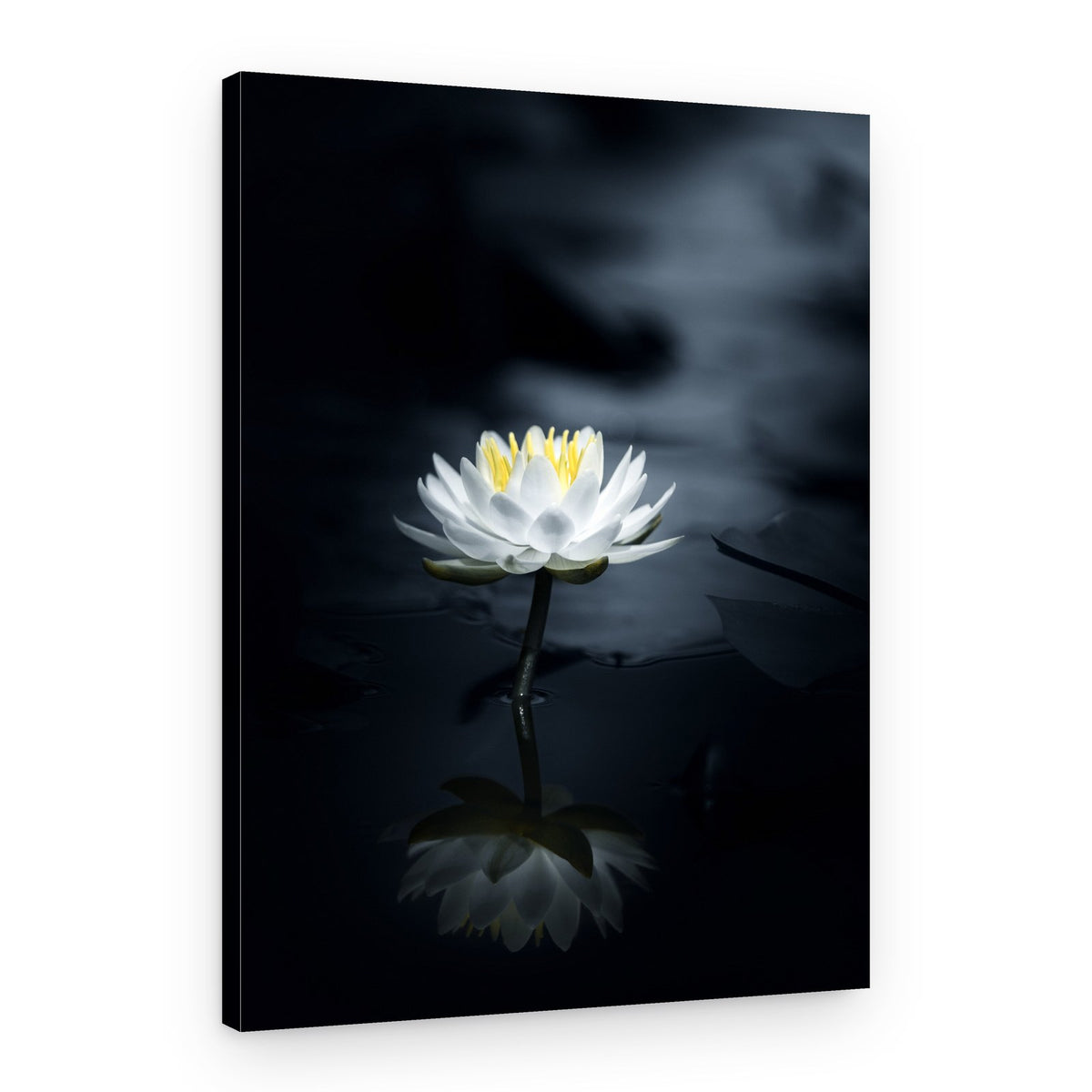White Lotus Reflection – Canvas Print