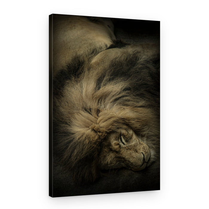 Majestic Sleeping Lion – Canvas Print