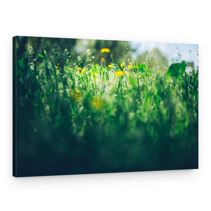 Dandelions in Sunlight – Canvas Print