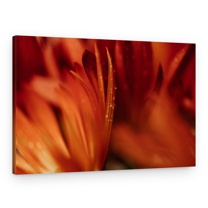 Vibrant Petals with Dew – Canvas Print