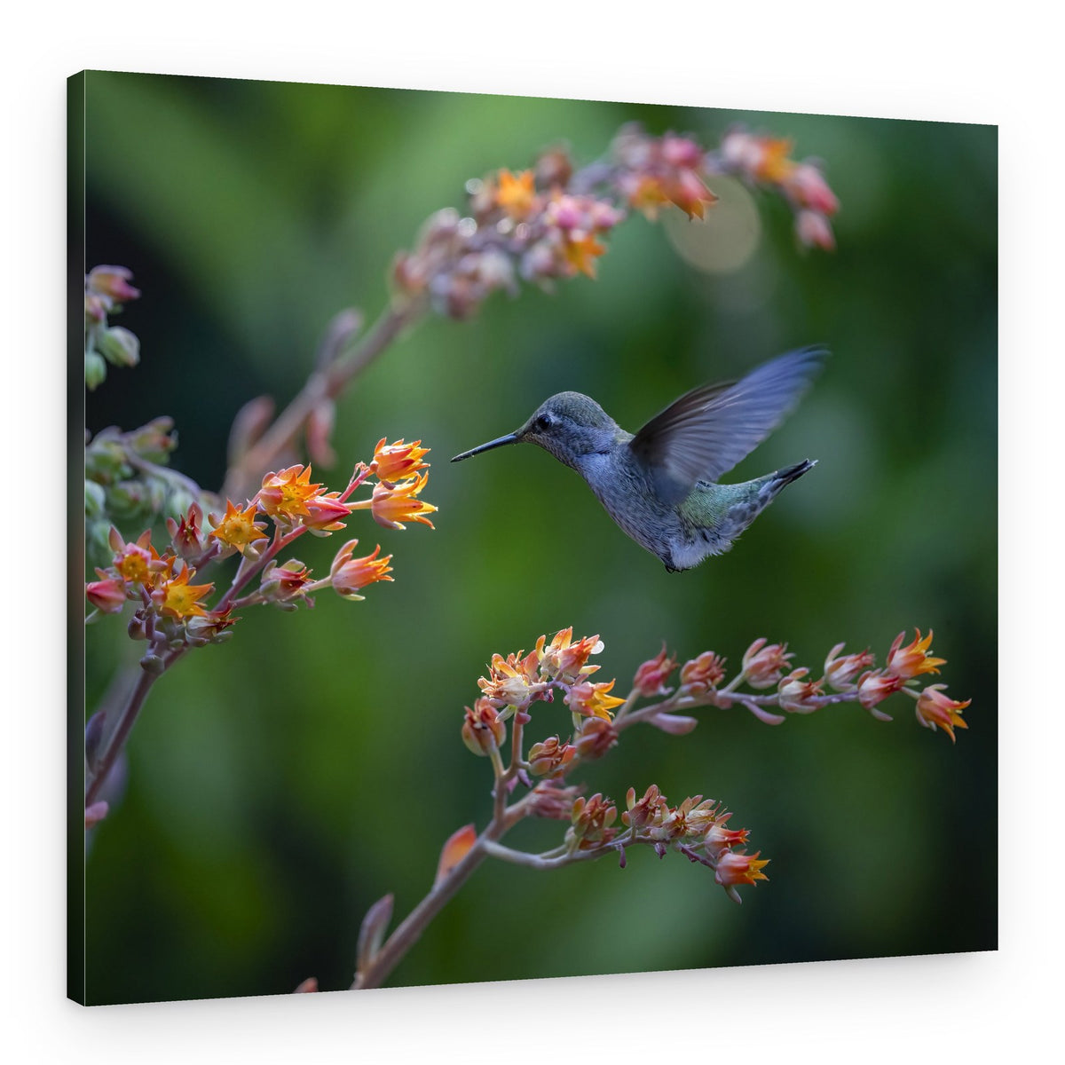 Hummingbird Nectar Dance – Canvas Print