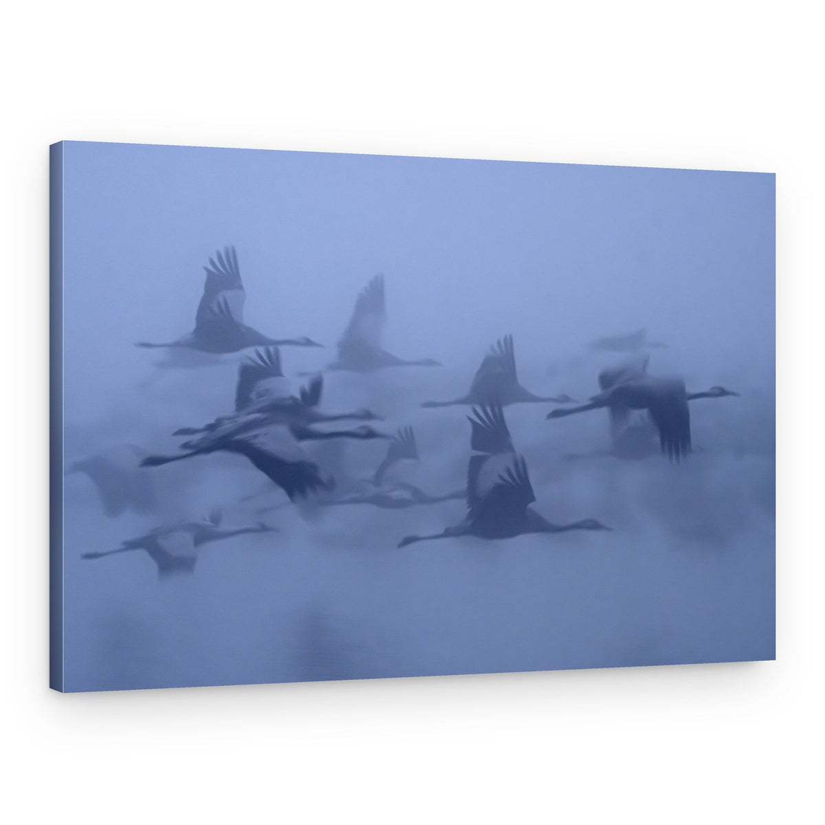 Misty Crane Flight – Canvas Print