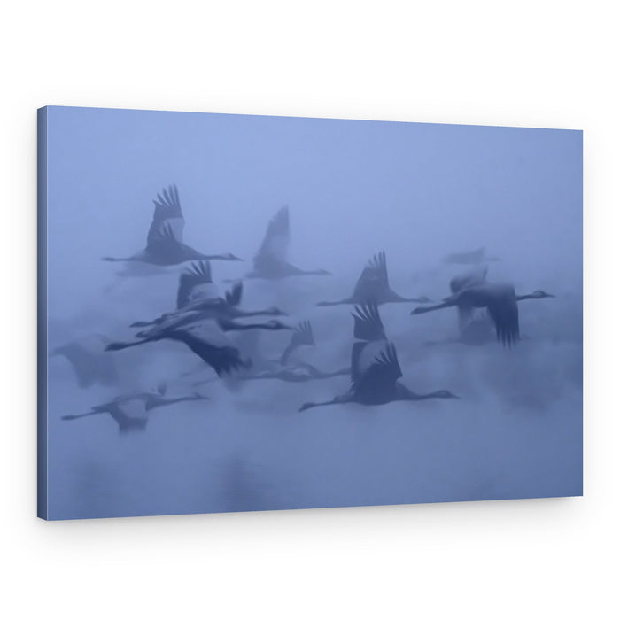 Misty Crane Flight – Canvas Print