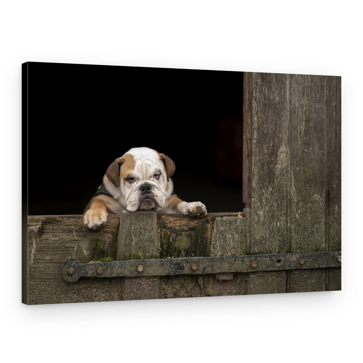 Pensive Bulldog Puppy – Canvas Print