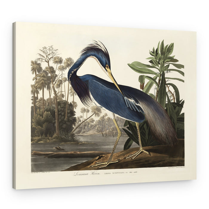 Louisiana Heron From Birds of America (1827) – Canvas Print