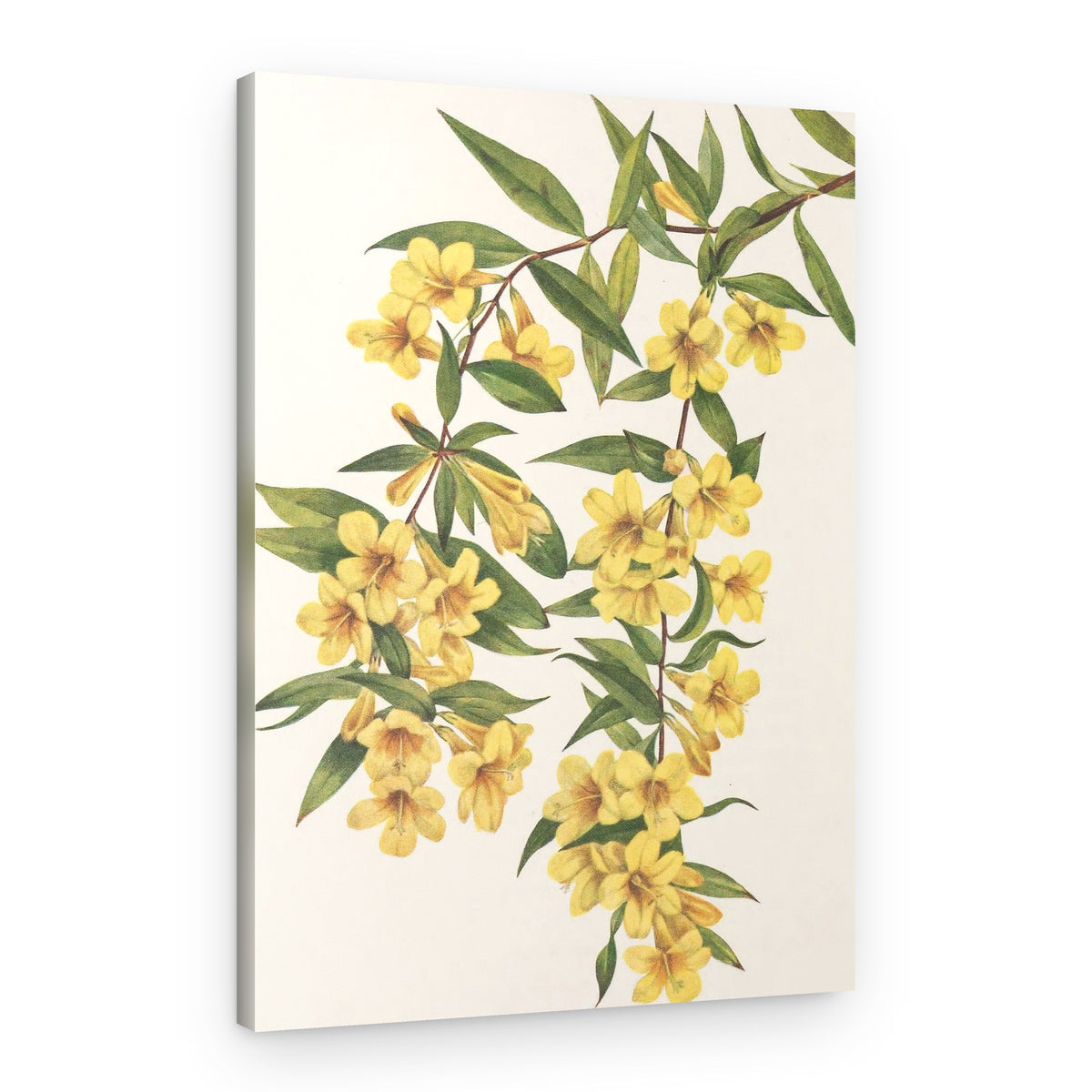 Carolina Jessamine From North American Wildflowers (1925) By Mary Vaux Walcott – Canvas Print