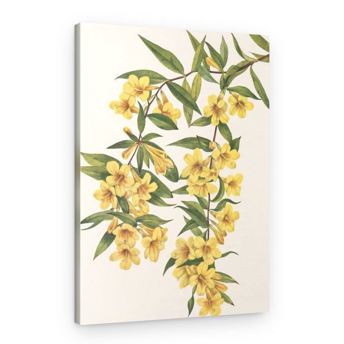 Carolina Jessamine From North American Wildflowers (1925) By Mary Vaux Walcott – Canvas Print