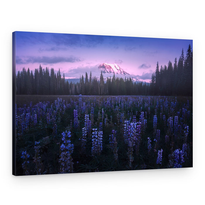 Adam's Lupine – Canvas Print