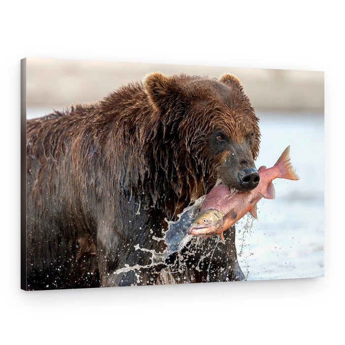 Brown Bear Catching Salmon – Canvas Print