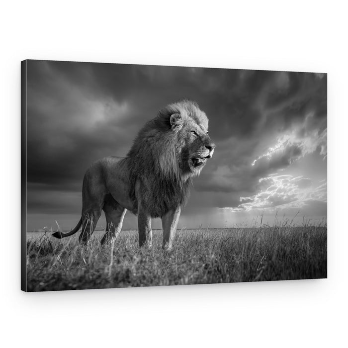 King of the Savanna – Canvas Print